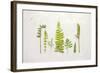 Flat Lay Ferns II-Felicity Bradley-Framed Art Print
