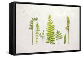 Flat Lay Ferns II-Felicity Bradley-Framed Stretched Canvas