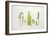 Flat Lay Ferns II-Felicity Bradley-Framed Premium Giclee Print