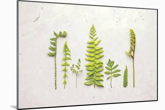 Flat Lay Ferns II-Felicity Bradley-Mounted Premium Giclee Print