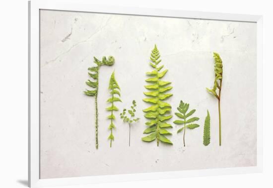 Flat Lay Ferns II-Felicity Bradley-Framed Art Print