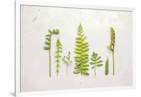 Flat Lay Ferns II-Felicity Bradley-Framed Art Print