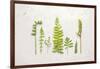 Flat Lay Ferns II-Felicity Bradley-Framed Art Print