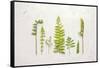 Flat Lay Ferns II-Felicity Bradley-Framed Stretched Canvas