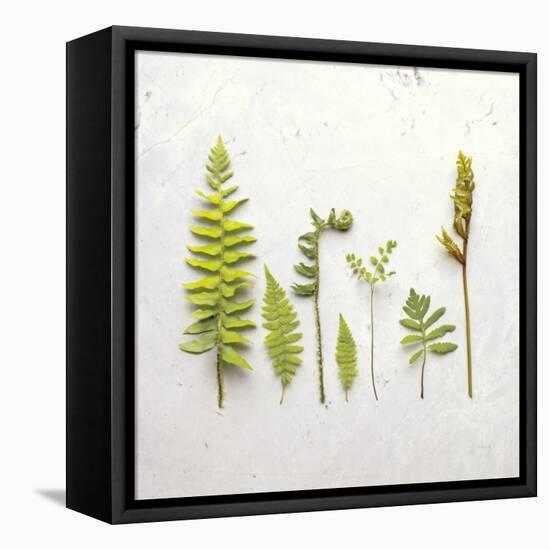 Flat Lay Ferns III-Felicity Bradley-Framed Stretched Canvas