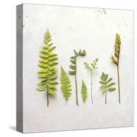 Flat Lay Ferns III-Felicity Bradley-Stretched Canvas