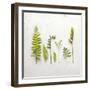 Flat Lay Ferns III-Felicity Bradley-Framed Art Print