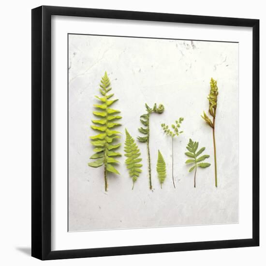 Flat Lay Ferns III-Felicity Bradley-Framed Art Print