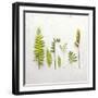 Flat Lay Ferns III-Felicity Bradley-Framed Art Print