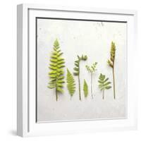 Flat Lay Ferns III-Felicity Bradley-Framed Art Print