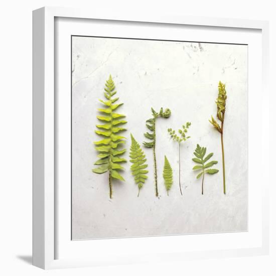 Flat Lay Ferns III-Felicity Bradley-Framed Art Print