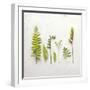 Flat Lay Ferns III-Felicity Bradley-Framed Art Print