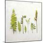 Flat Lay Ferns III-Felicity Bradley-Mounted Art Print