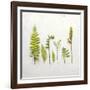 Flat Lay Ferns III-Felicity Bradley-Framed Art Print