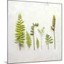 Flat Lay Ferns III-Felicity Bradley-Mounted Art Print