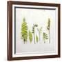 Flat Lay Ferns III-Felicity Bradley-Framed Art Print