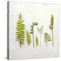 Flat Lay Ferns III-Felicity Bradley-Stretched Canvas