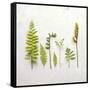 Flat Lay Ferns III-Felicity Bradley-Framed Stretched Canvas
