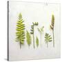 Flat Lay Ferns III-Felicity Bradley-Stretched Canvas