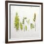 Flat Lay Ferns III-Felicity Bradley-Framed Art Print