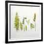 Flat Lay Ferns III-Felicity Bradley-Framed Art Print