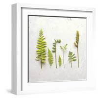 Flat Lay Ferns III-Felicity Bradley-Framed Art Print