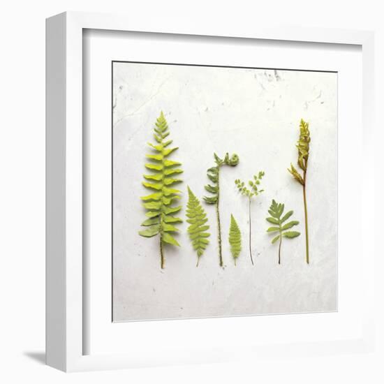 Flat Lay Ferns III-Felicity Bradley-Framed Art Print