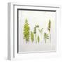 Flat Lay Ferns III-Felicity Bradley-Framed Art Print