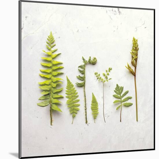 Flat Lay Ferns III-Felicity Bradley-Mounted Art Print