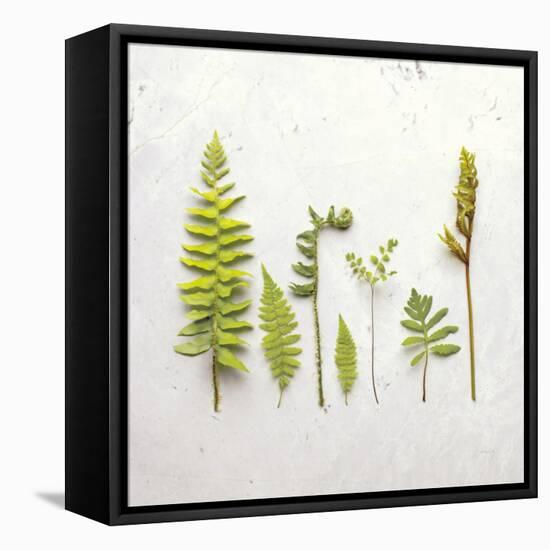 Flat Lay Ferns III-Felicity Bradley-Framed Stretched Canvas