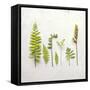 Flat Lay Ferns III-Felicity Bradley-Framed Stretched Canvas