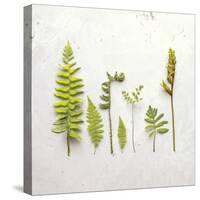 Flat Lay Ferns III-Felicity Bradley-Stretched Canvas