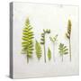 Flat Lay Ferns III-Felicity Bradley-Stretched Canvas