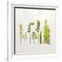 Flat Lay Ferns IV-Felicity Bradley-Framed Art Print