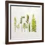 Flat Lay Ferns IV-Felicity Bradley-Framed Art Print