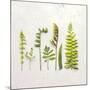 Flat Lay Ferns IV-Felicity Bradley-Mounted Art Print