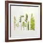 Flat Lay Ferns IV-Felicity Bradley-Framed Art Print