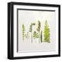 Flat Lay Ferns IV-Felicity Bradley-Framed Art Print