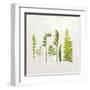 Flat Lay Ferns IV-Felicity Bradley-Framed Art Print