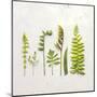 Flat Lay Ferns IV-Felicity Bradley-Mounted Art Print