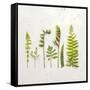 Flat Lay Ferns IV-Felicity Bradley-Framed Stretched Canvas