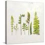 Flat Lay Ferns IV-Felicity Bradley-Stretched Canvas