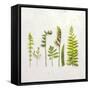 Flat Lay Ferns IV-Felicity Bradley-Framed Stretched Canvas