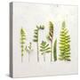 Flat Lay Ferns IV-Felicity Bradley-Stretched Canvas