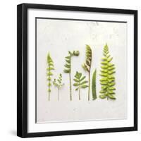 Flat Lay Ferns IV-Felicity Bradley-Framed Art Print