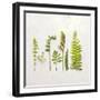 Flat Lay Ferns IV-Felicity Bradley-Framed Art Print