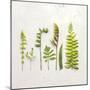 Flat Lay Ferns IV-Felicity Bradley-Mounted Art Print