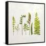 Flat Lay Ferns IV-Felicity Bradley-Framed Stretched Canvas