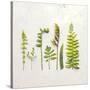 Flat Lay Ferns IV-Felicity Bradley-Stretched Canvas