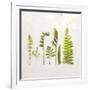 Flat Lay Ferns IV-Felicity Bradley-Framed Art Print